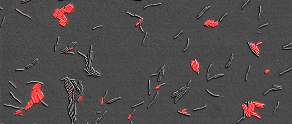 Max Planck Fellow Group Antibiotic Resistance Evolution (Schulenburg)